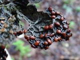 Pseudocyphellaria anthraspis image