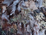 Pseudocyphellaria anthraspis image