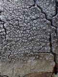 Pertusaria hymenea image