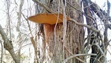 Phellinus robiniae image