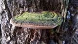 Phellinus robiniae image