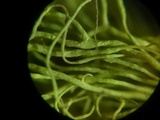 Bryoria tortuosa image