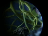 Bryoria tortuosa image