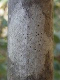 Julella vitrispora image