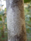 Julella vitrispora image