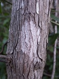 Julella vitrispora image