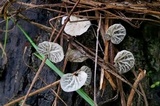 Tetrapyrgos subdendrophora image