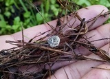 Tetrapyrgos subdendrophora image