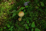 Amanita amerifulva image