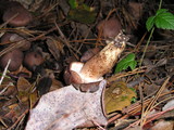 Tricholoma imbricatum image