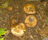 Cortinarius caesiocortinatus image