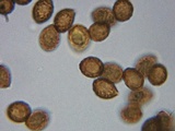 Cortinarius caesiocortinatus image