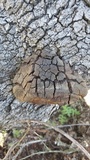 Fomitiporia fissurata image