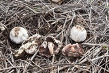 Agaricus californicus image