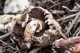Agaricus californicus image