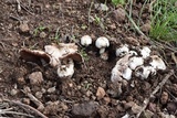 Agaricus californicus image