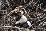Agaricus californicus image