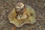 Cortinarius montanus image