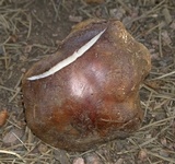 Cortinarius montanus image