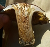 Cortinarius montanus image