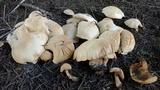 Leucopaxillus albissimus image