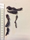Xylaria longipes image