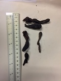 Xylaria longipes image