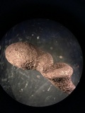 Xylaria longipes image