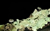 Mycena corticola image