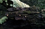 Mycena corticola image
