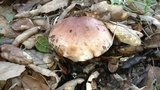 Tricholoma dryophilum image