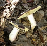 Russula xerampelina image