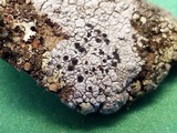 Lecidea tessellata image