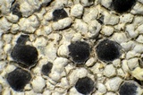 Lecidea tessellata image