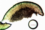 Lecidea tessellata image