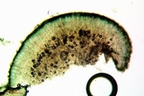 Lecidea tessellata image