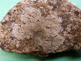 Aspicilia aquatica image