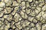 Aspicilia aquatica image