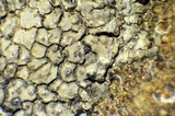 Aspicilia aquatica image
