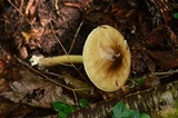 Amanita brunnescens image