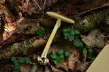 Amanita brunnescens image