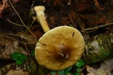 Amanita brunnescens image