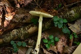 Amanita brunnescens image