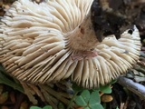 Melanoleuca melaleuca image