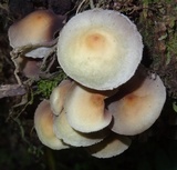 Hypholoma subviride image