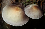 Hypholoma subviride image