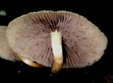 Hypholoma subviride image