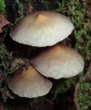 Hypholoma subviride image