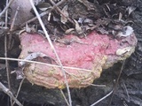 Ganoderma polychromum image