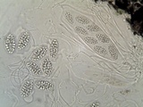 Julella vitrispora image